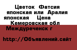 Цветок  Фатсия японская или  Аралия японская  › Цена ­ 1 000 - Кемеровская обл., Междуреченск г.  »    